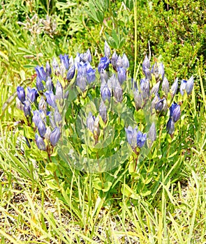 Mountain Bog Gentian