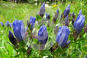 Mountain Bog Gentian - Gentiana calycosa photo