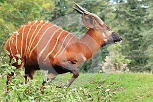 Mountain bongo