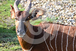 Mountain Bongo sitting