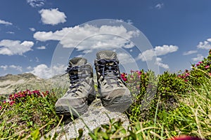 Mountain boots between Alpine roses in the mountains