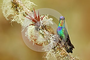 Mountain bright animal from Panama. Fiery-throated Hummingbird, Panterpe insignis, colour bird sitting on larch branch. Red glossy photo