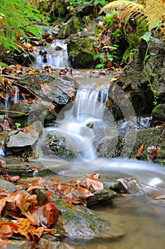 mountain brook in autumn forest