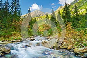 Mountain brook landscape Carpathian Mountains trees stream