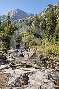 Mountain brook in Tatra Mountains