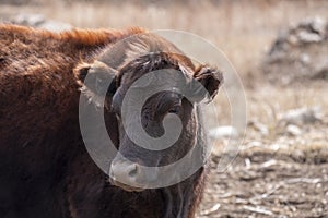 A mountain brown cow looks away. Close-up