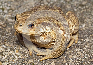 Mountain brown frog (toad)