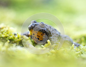 Mountain brown yellow frog