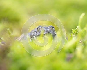 Mountain brown yellow frog