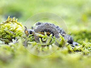 Mountain brown yellow frog