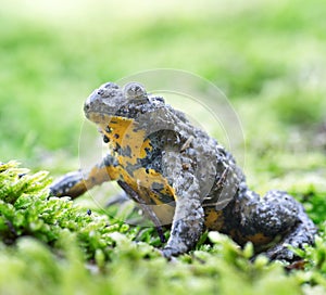 Mountain brown yellow frog