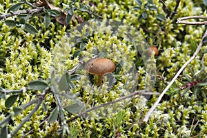 The Mountain Brownie