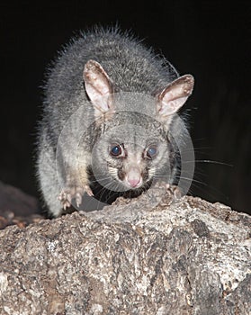 Mountain brush-tailed possums