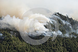 Mountain burn in California forest fire