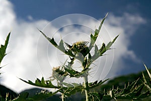 Mountain burr photo