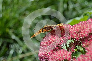 Mountain butterfly on a flower