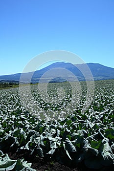 Mountain and cabbage field