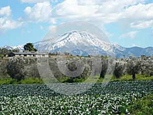 Mountain and cabbage field