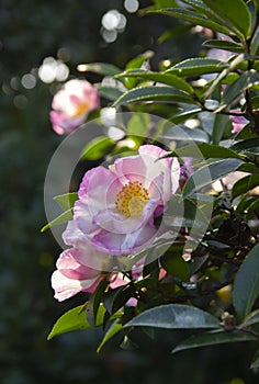 Mountain Camellia flower. evergreen plant of the family Theaceae. Camellia sinensis or Tea Bush