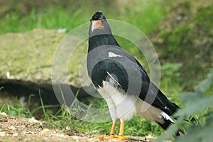 Mountain caracara