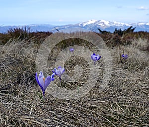 Mountain Carpathian landscape