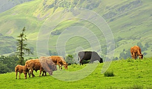 Mountain cattle, Lake district, Cumbria
