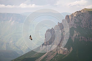 Mountain Caucasian eagle flies in the sky against the backdrop of rocky mountains and plateaus. The concept of coast and