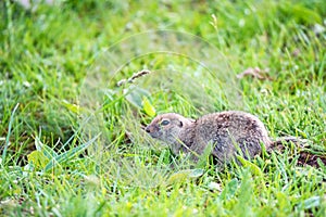 Mountain Caucasian Gopher or Spermophilus musicus in grass in Russia.