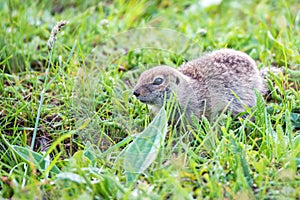 Mountain Caucasian Gopher or Spermophilus musicus in grass in Russia.