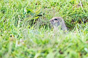 Mountain Caucasian Gopher or Spermophilus musicus in grass in Russia.