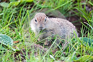 Mountain Caucasian Gopher or Spermophilus musicus in grass in Russia.