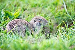 Mountain Caucasian Gopher or Spermophilus musicus in grass in Russia.