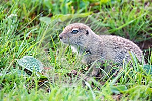 Mountain Caucasian Gopher or Spermophilus musicus in grass in Russia.