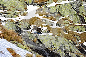 Mountain chamois jumps over the rocks