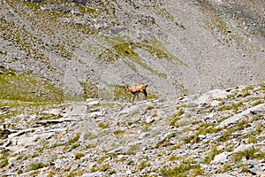 Mountain chamois.