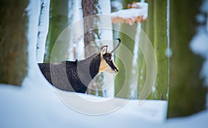 Mountain chamois in the snowy forest of the Luzickych Mountains