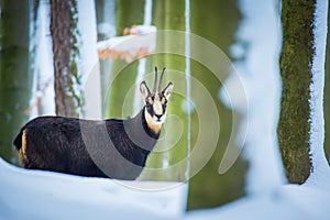 Mountain chamois in the snowy forest of the Luzickych Mountains