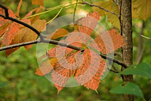 Mountain Chestnut Oak Leaves