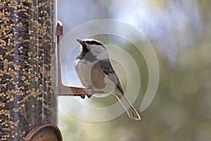 Mountain Chickadee on Backyard Feeder