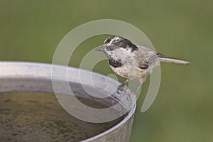 Mountain chickadee at the bird bath