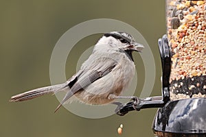 Mountain chickadee at bird feeder