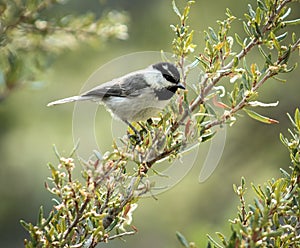 Mountain Chickadee on a Branch, Mount Baldy, California