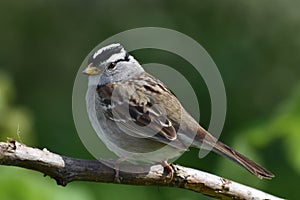 A Mountain Chickadee (Poecile gambeli).