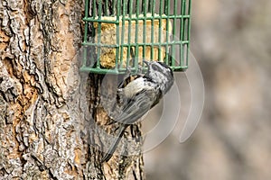 Mountain chickadee at suet cage