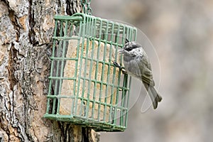 Mountain Chickadee on a suet cage