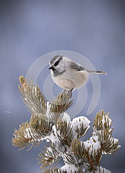 Mountain chickadee in winter