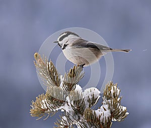 Mountain chickadee in winter