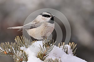 Mountain chickadee in winter