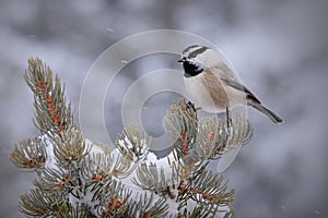 Mountain chickadee in winter forest