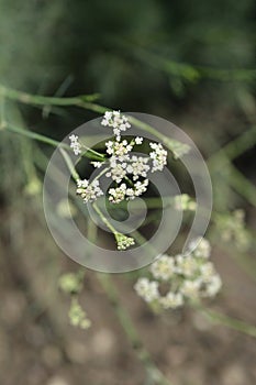 Mountain cicely